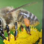 Educazione ambientale a Legnano: Il progetto “Api e biodiversità” alle Scuole Manzoni