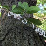 Strani anelli bianchi sugli alberi a Legnano? È la Takahashia japonica