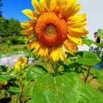 l’Istituto Comprensivo Carducci di Legnano è ufficialmente una Green School!
